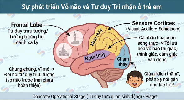 sự phát triển vỏ não